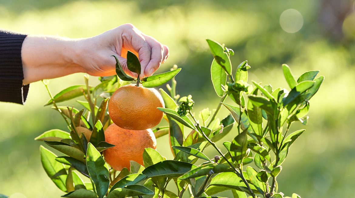 Rbol De Mandarina C Mo Sembrarlo En Casa F Cilmente