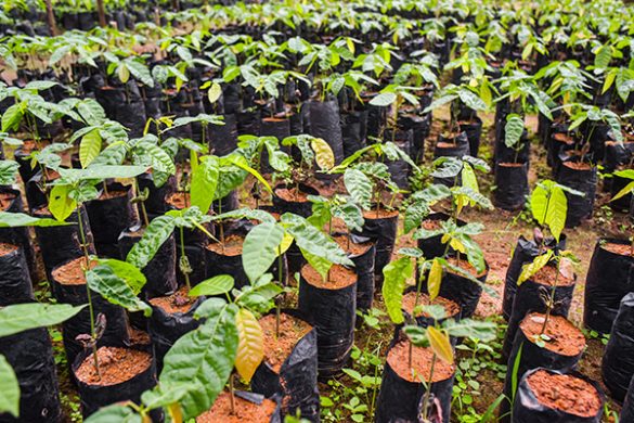 Arbol De Cacao Te Decimos C Mo Sembrarlo En Casa Y Tips Para Cuidarlo