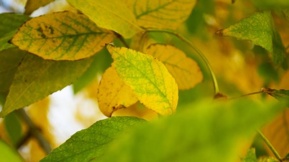 Por Qu Las Plantas Se Ponen Amarillas Y C Mo Solucionarlo