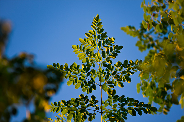 árbol de moringa