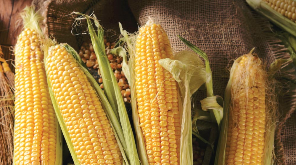 17 recetas con elote para todos los gustos, desde postres hasta guisados