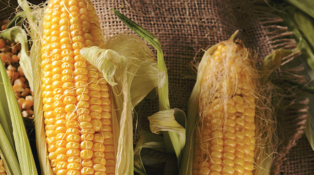 pelos de elote