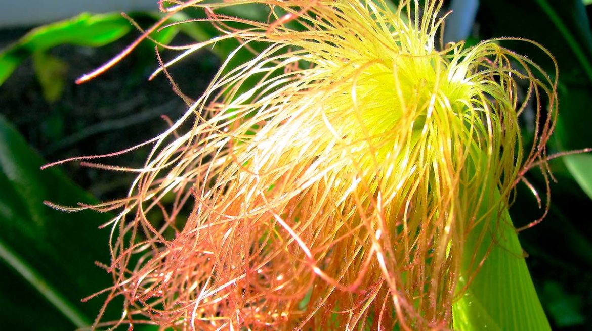 té de pelos de elote