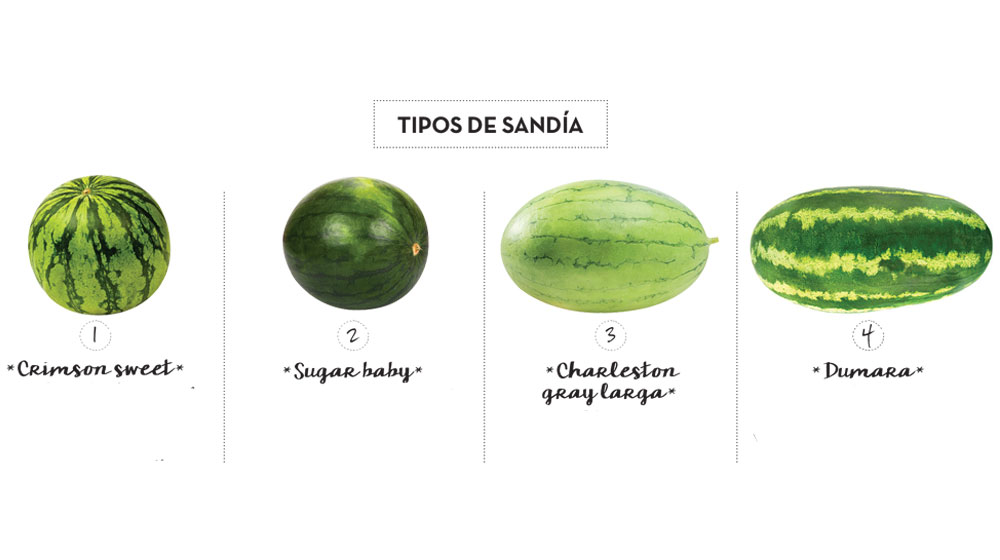 tipos de sandia