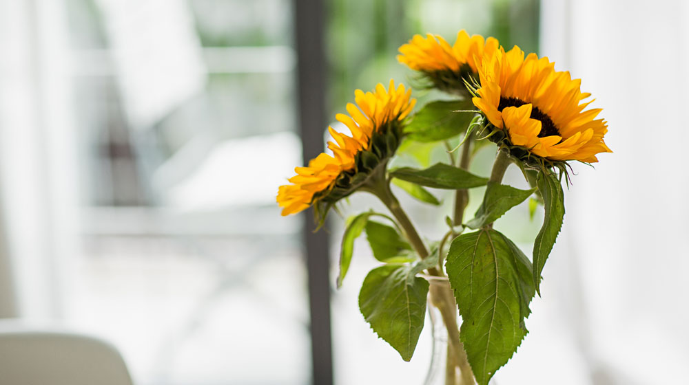 girasoles
