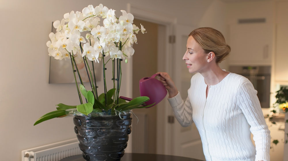 Discriminación página herir Consejos para cuidar las orquídeas de tu casa correctamente