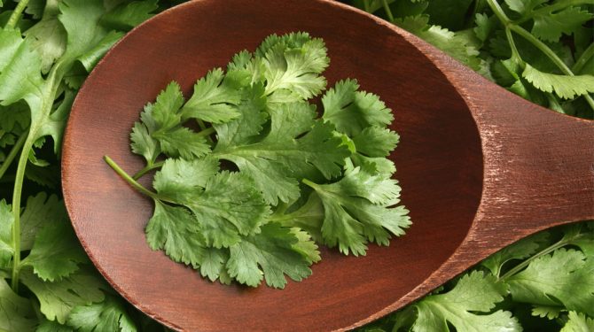 Cilantro Beneficios De Tomarlo En Té Y Cómo Prepararlo