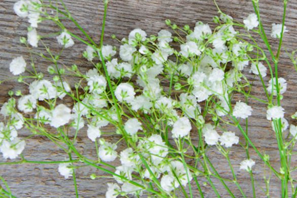 Flor Nube ¿qué Significa Ponerla En La Ofrenda De Día De Muertos 9693