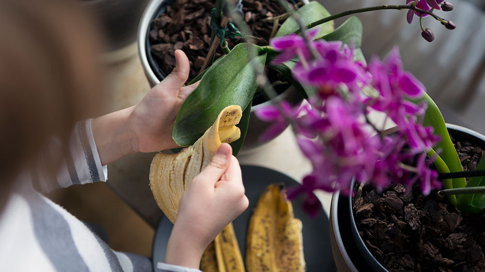 Usos prácticos de la cáscara de plátano