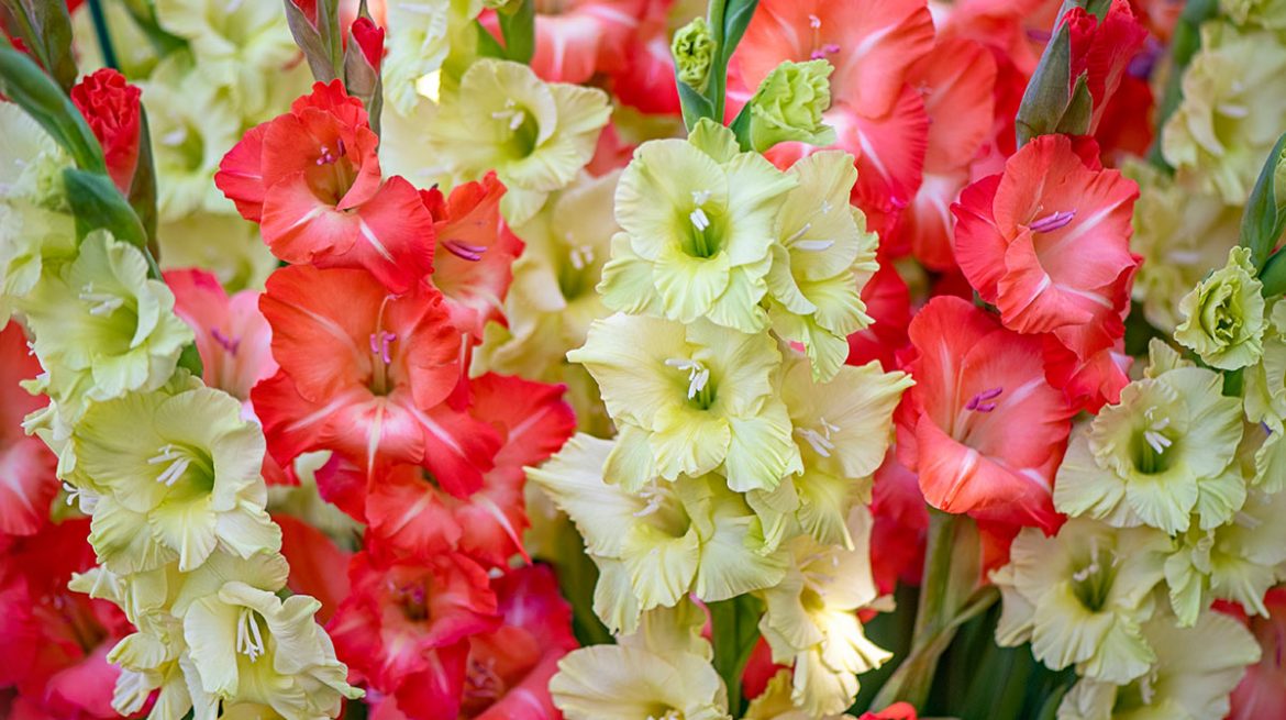 Gladiolos