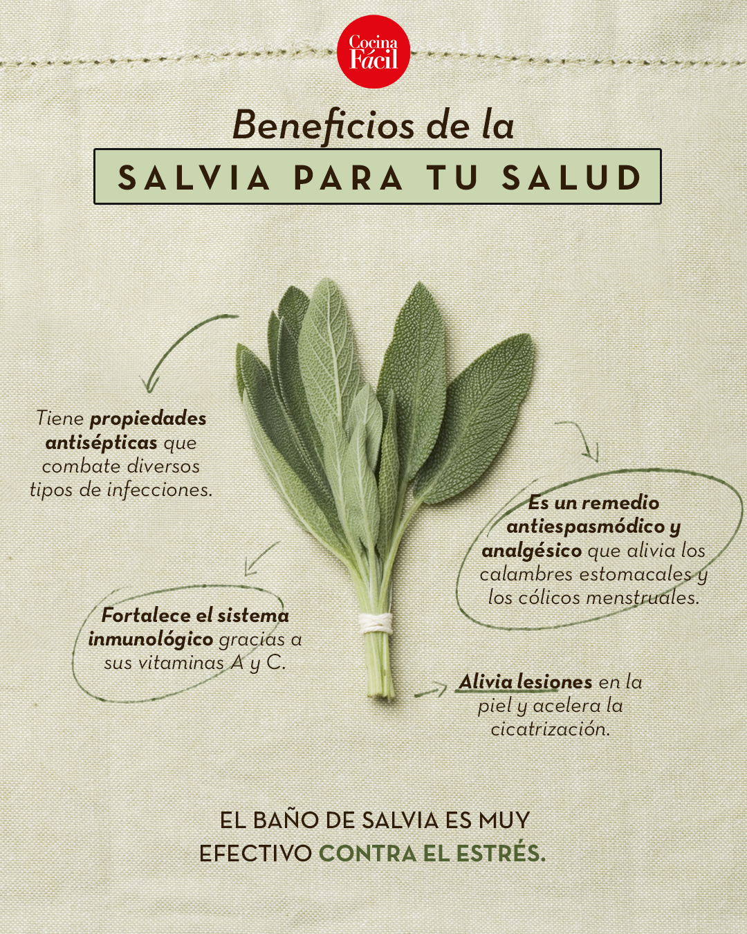 Salvia Propiedades Y Beneficios Para La Salud De La Salvia | My XXX Hot ...