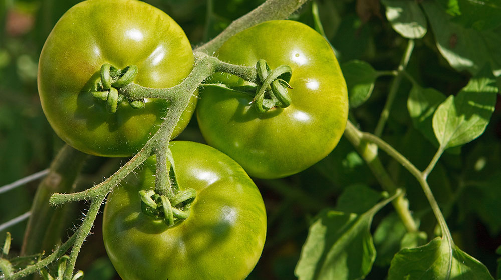 tomate verde