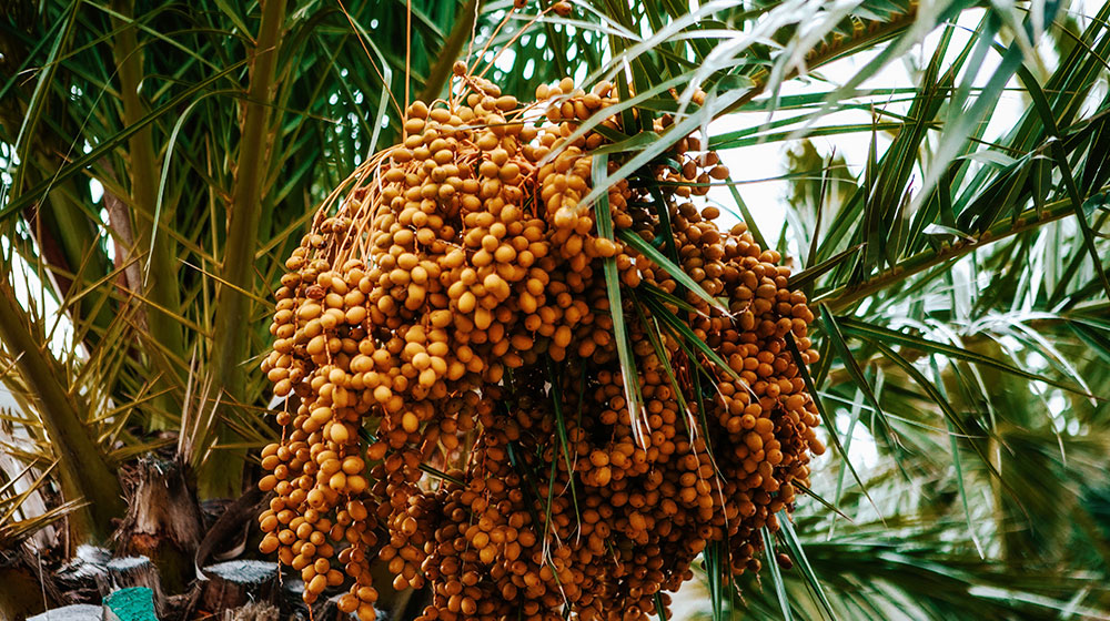 palmera datilera