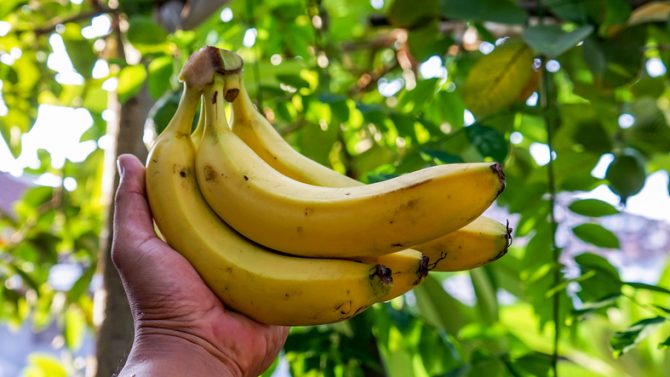 platano-fruta-tropical-amarillo-arbol-saludable