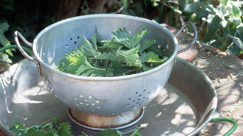 Té de ortiga