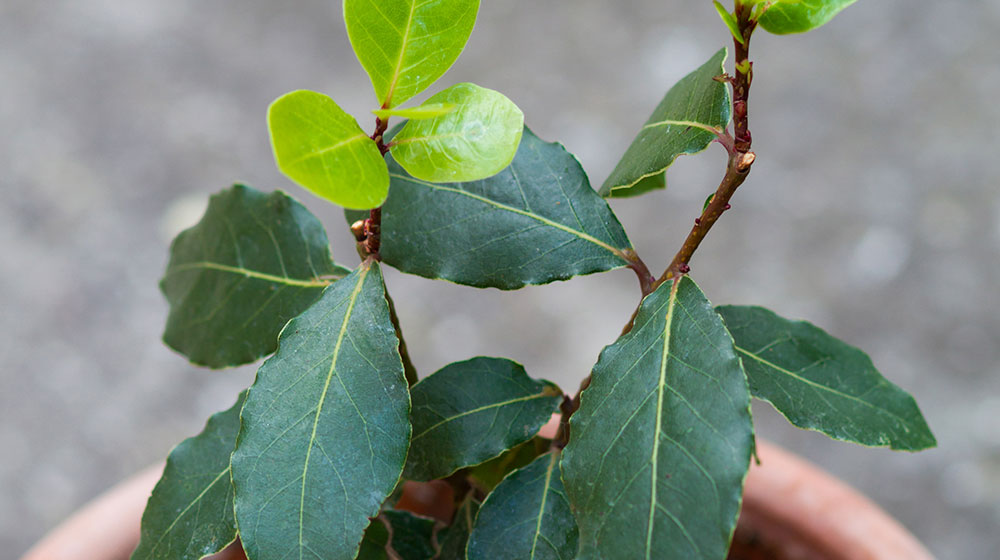 Beneficios del laurel