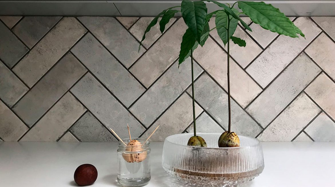 El aguacate es fruta o verdura