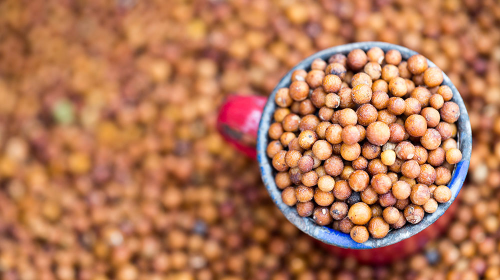 Sorgo