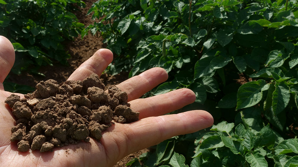 Fertilizantes orgánicos: estiércol seco