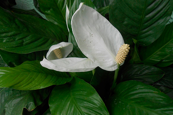 anturios: plantas resistentes