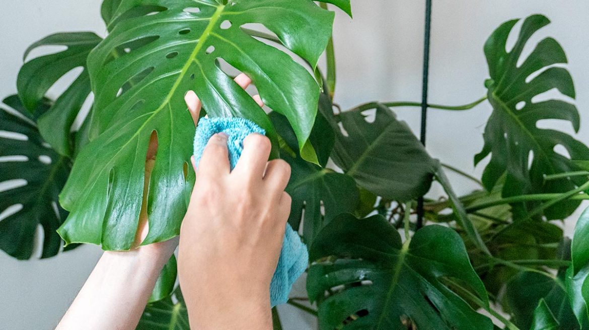 Limpiador casero para plantas