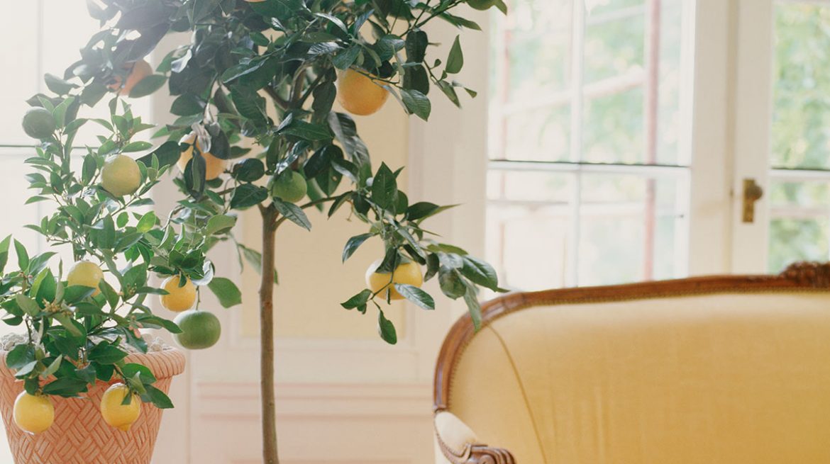 Planta de limón