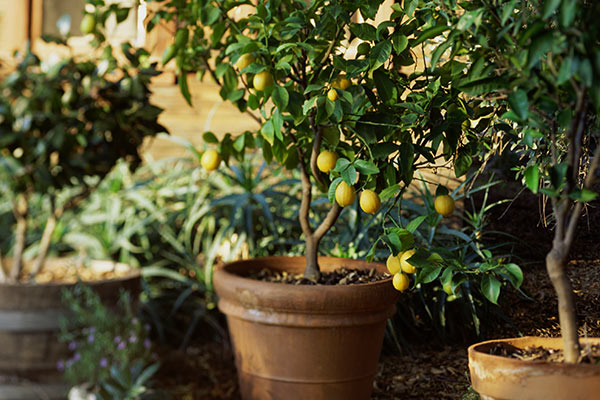 plante de citron