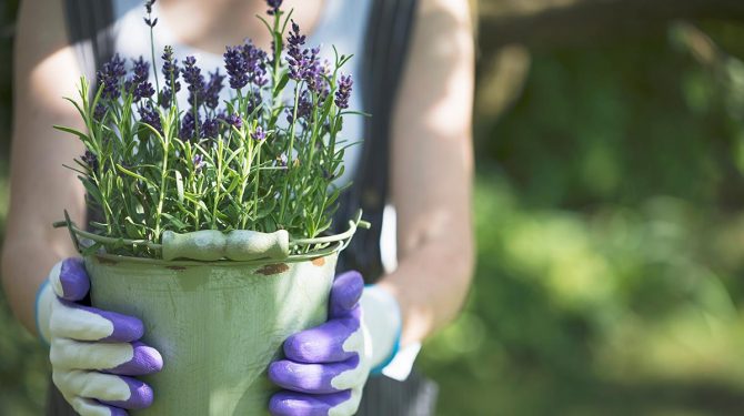 Lavanda Aprende Cómo Cultivarla En Casa Y Disfruta Sus Beneficios 5405