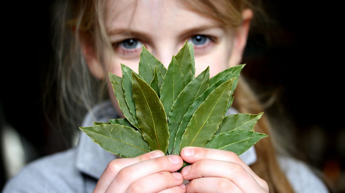 Para que sirve el laurel beneficios de quemar sus hojas en casa