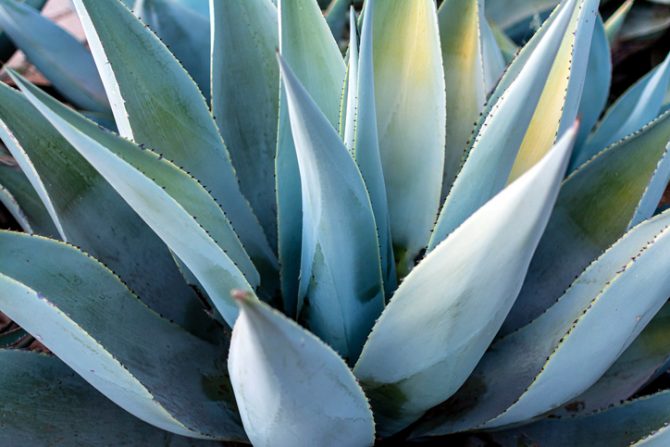 agave azul para hacer tequila