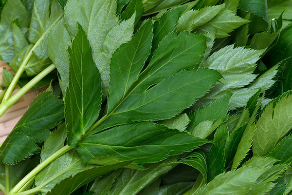 hojas de ashibata