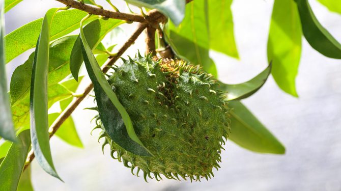 Beneficios de la hoja de guanabana que tienes que conocer