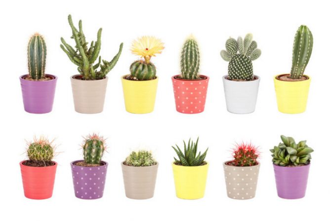 Beneficios de tener un cactus en casa