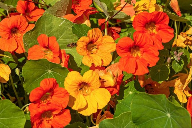 Flores de colores: capuchinas