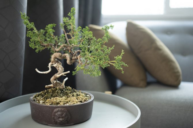 como cuidar un arbol bonsai