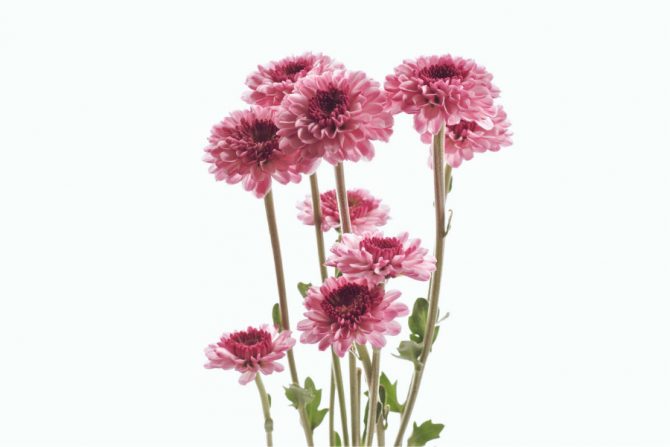 Crisantemos, flores rosas