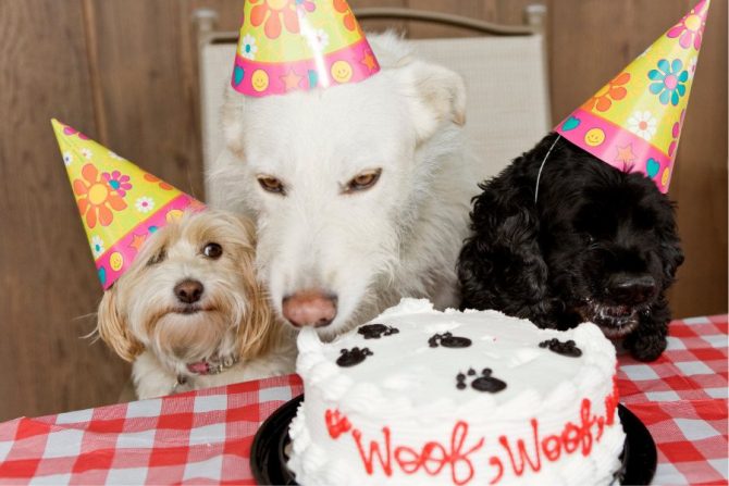 Pastelerías para perros en CDMX