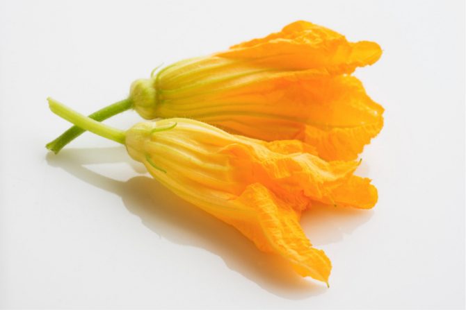 Flor de calabaza