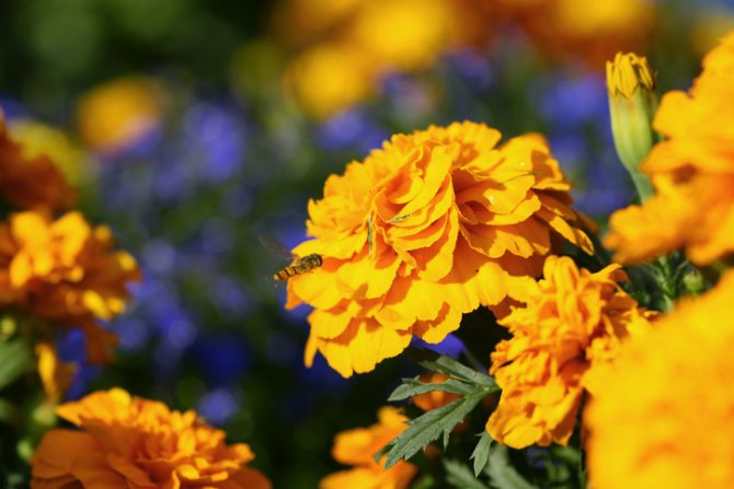 flor de cempasuchil comestible