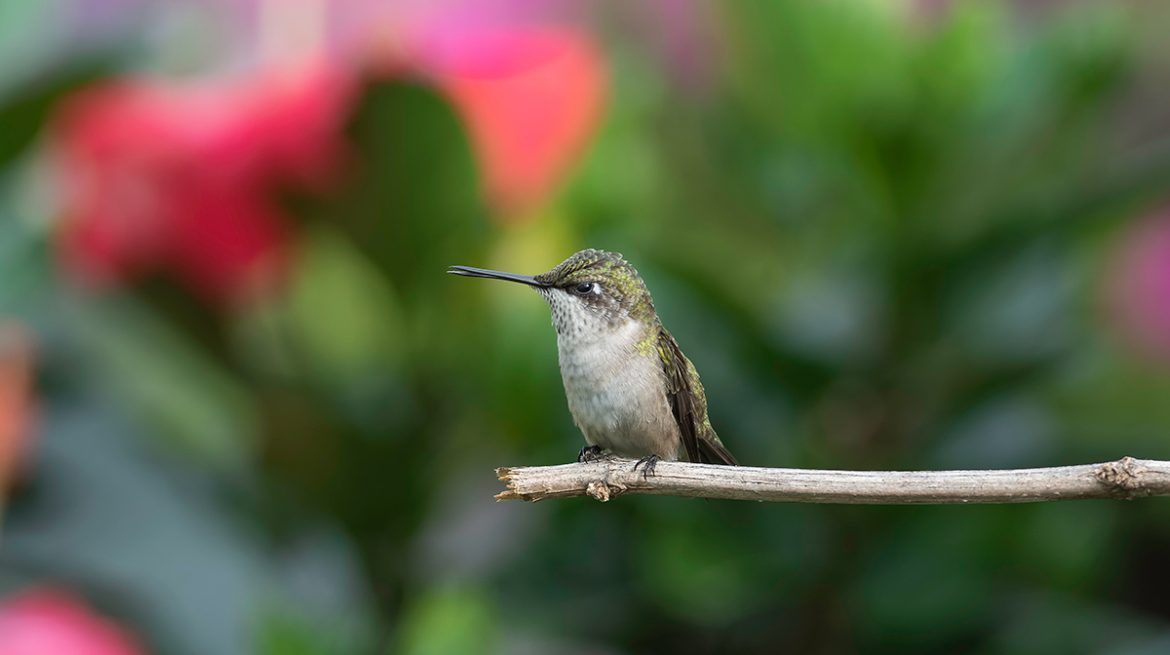 flores para colibries