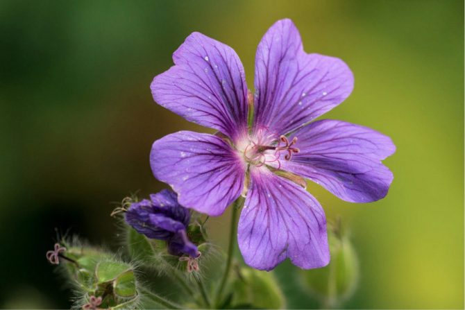 Flor de geranio color morado