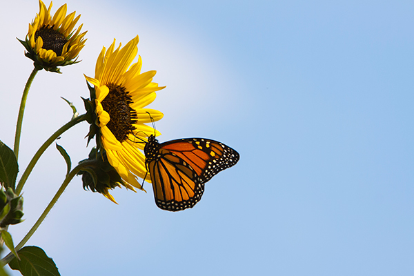 girasol