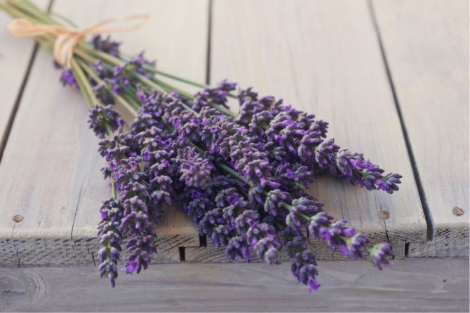 Flor de lavanda