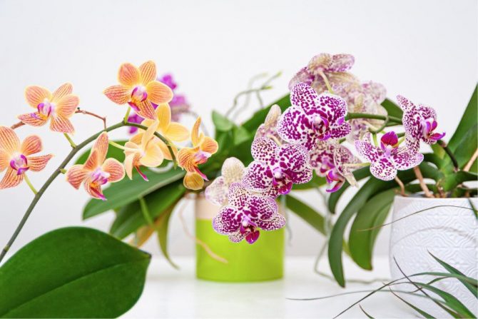 Flores comestibles: Orquídea