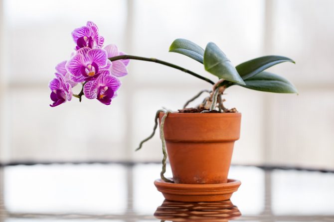 orquidea en el hogar para acabar con las malas vibras