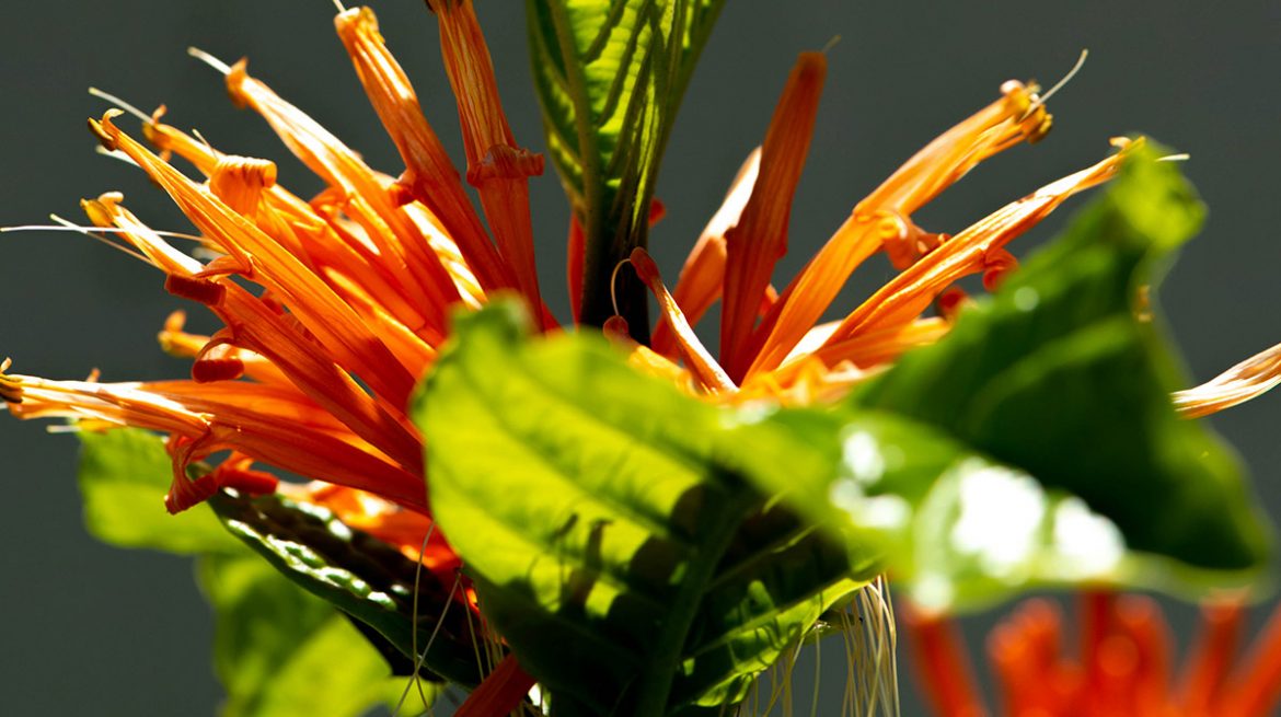 Para que sirve el muicle: conoce sus propiedades medicinales