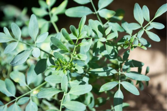 Beneficios De La Ruda En La Piel Para Qu Sirve Y Qu Cura