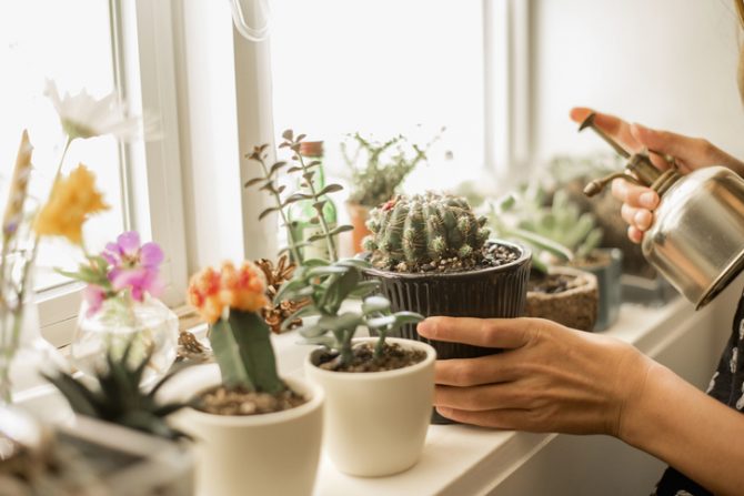 plantas magicas para el hogar cactus