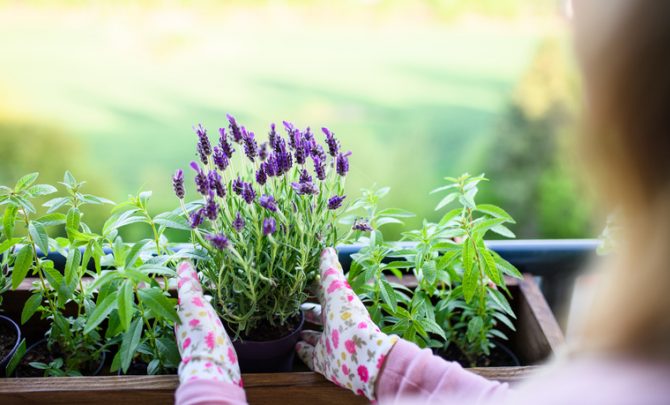 plantas magicas para el hogar lavanda