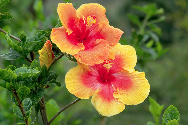 rosa china